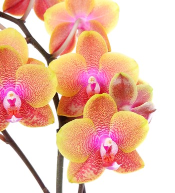 Turuncu Pembe Orkide Aranjmanı - Phalaenopsis Tek Dal Multi Midi Fire