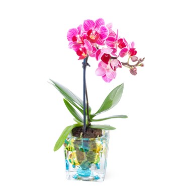 Pembe Mini Orkide