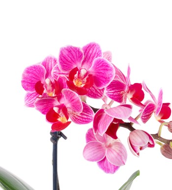Pembe Mini Orkide