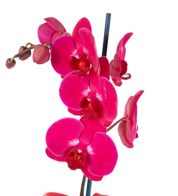 Seramikte Orkide Aranjmanı Mor - Phalaenopsis Tek Dallı