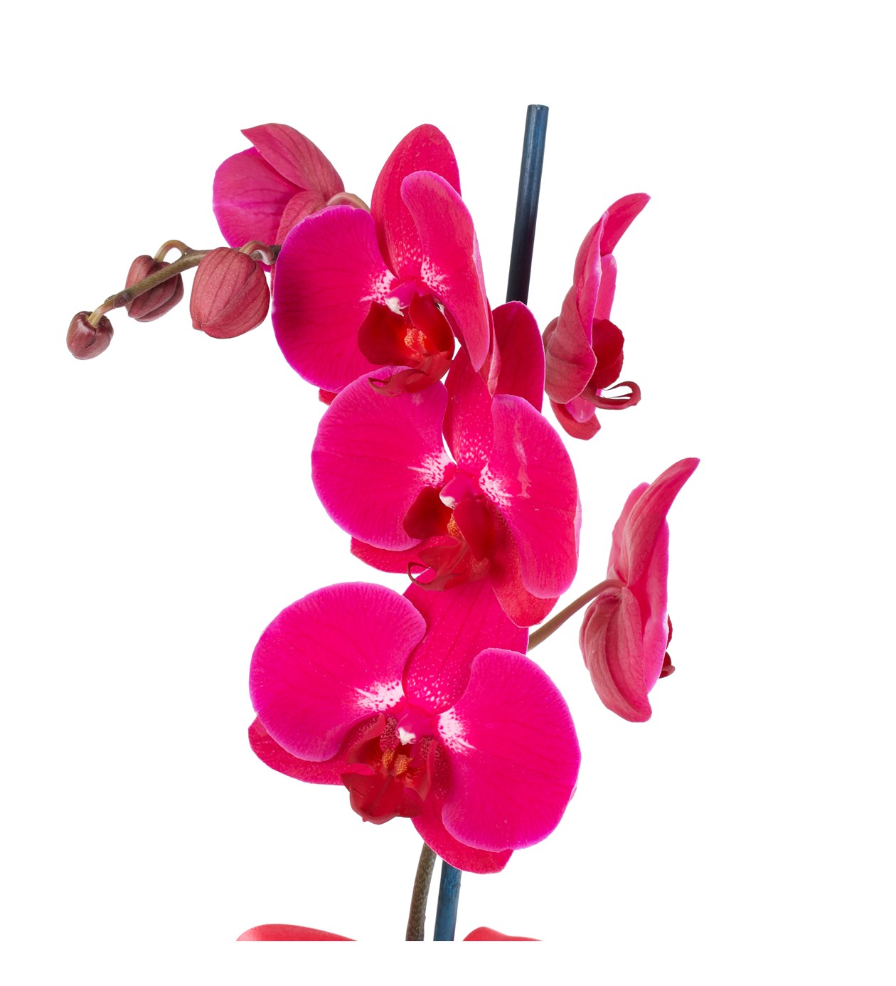 Seramikte Orkide Aranjmanı Mor - Phalaenopsis Tek Dallı