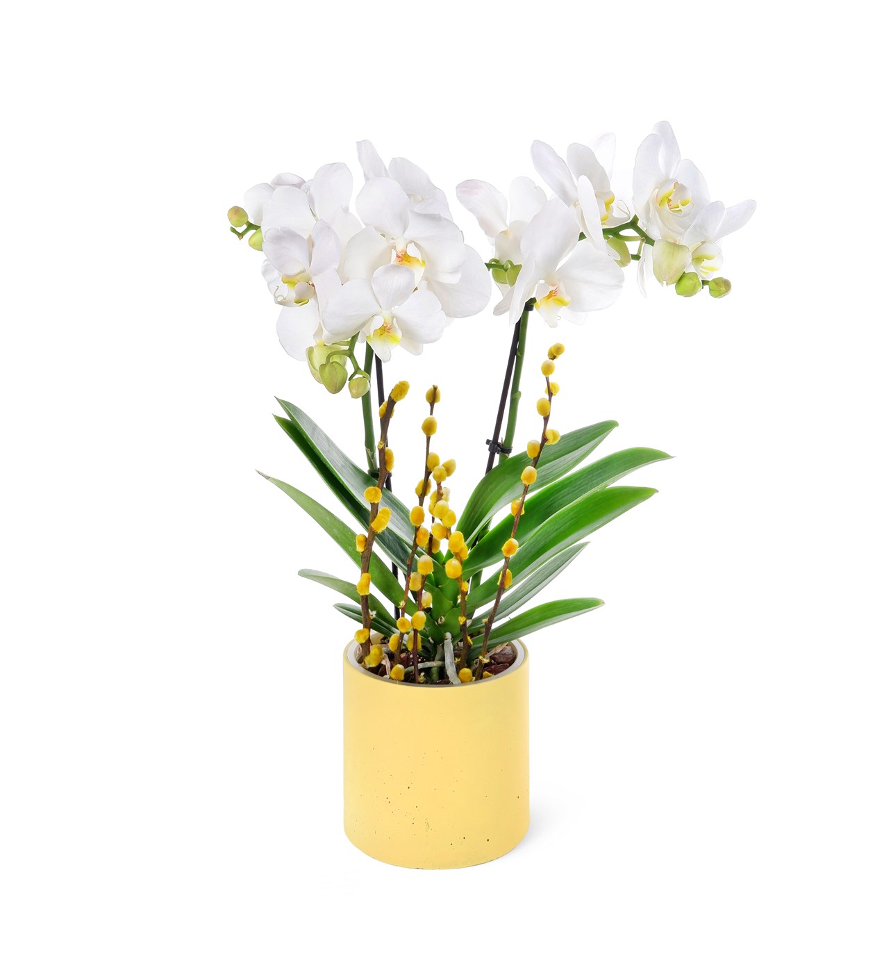 Saksıda Orkide Beyaz Aranjmanı Multi Midi - Phalaenopsis Çift Dallı