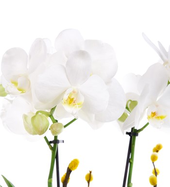 Saksıda Orkide Beyaz Aranjmanı Multi Midi - Phalaenopsis Çift Dallı