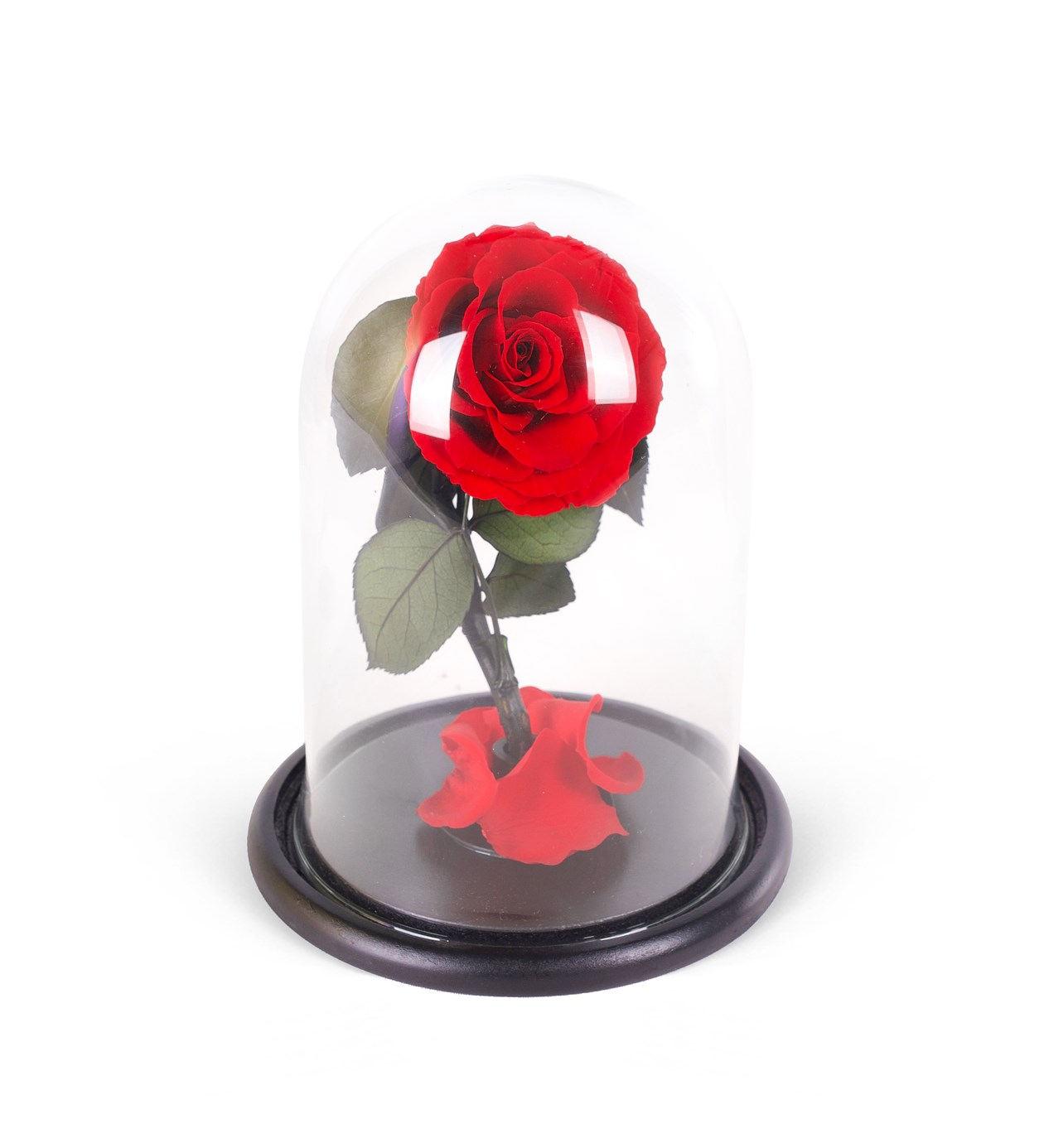Solmayan Gül - Infinity Rose Positano 
