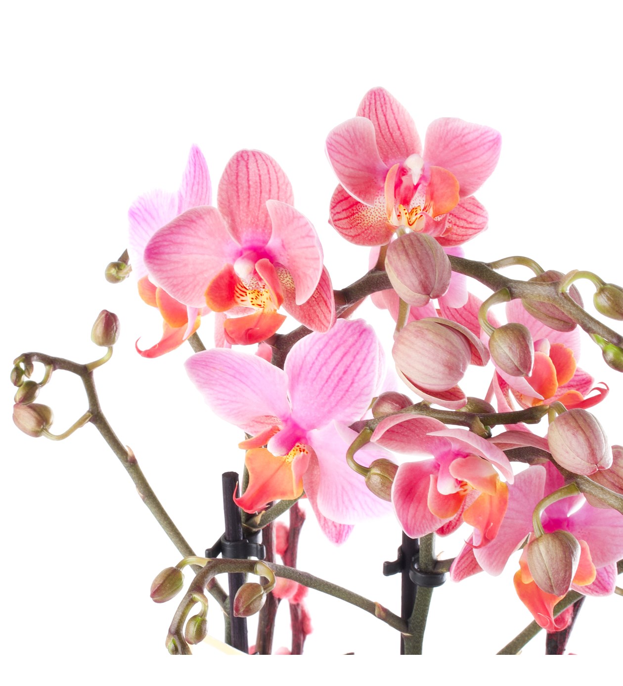 Orkide Aranjman Kırçıllı Pembe Multi Midi - Phalaenopsis Çift Dallı
