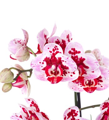 Benekli Orkide Aranjman Multi Midi - Phalaenopsis Tek Dallı