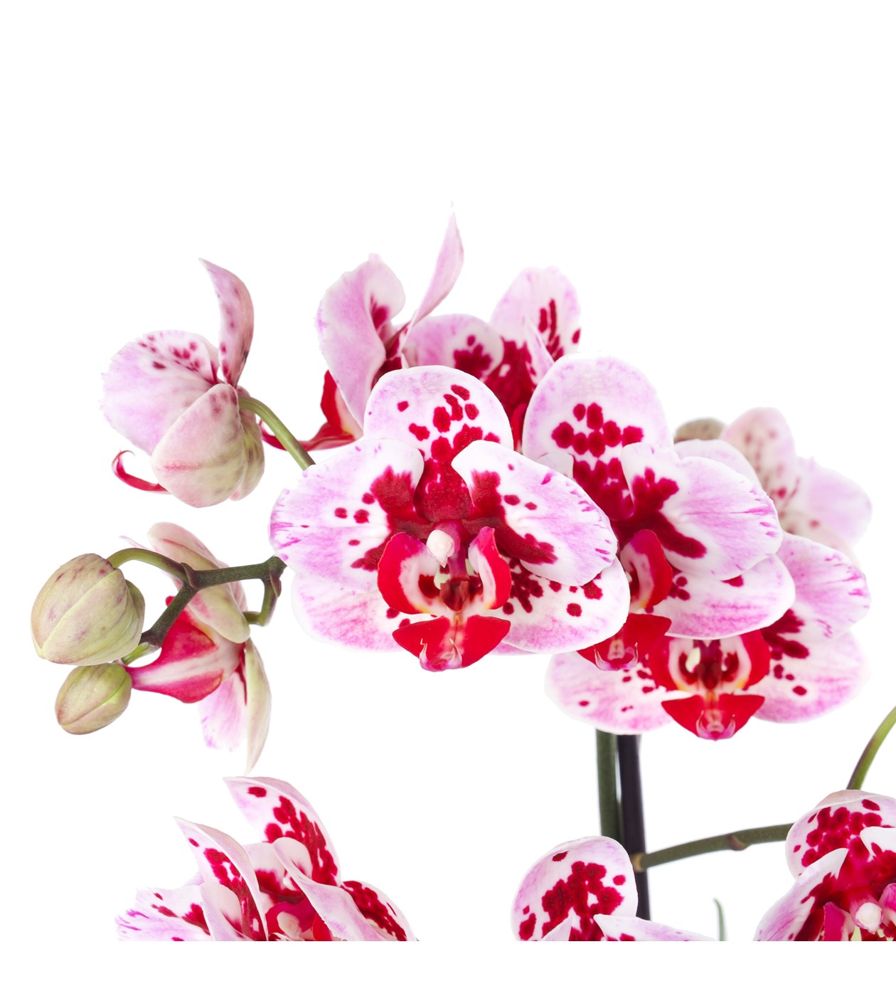 Benekli Orkide Aranjman Multi Midi - Phalaenopsis Tek Dallı