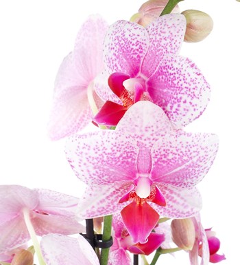 Seramikte Orkide Aranjman Benekli Multi Midi - Phalaenopsis Çift Dallı