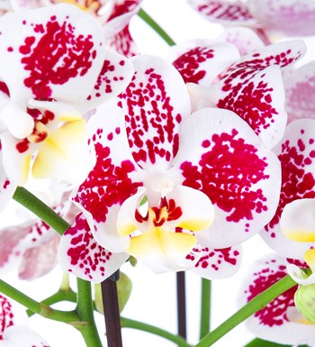 Seramikte Orkide Aranjmanı Benekli Multi Midi - Phalaenopsis Çift Dallı