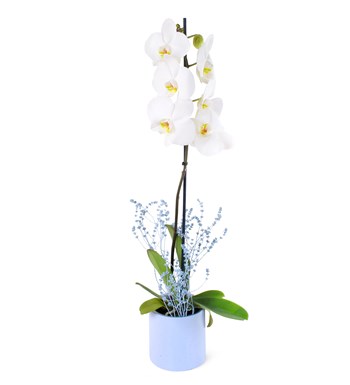 Beyaz Orkide Aranjmanı - Phalaenopsis Tek Dal