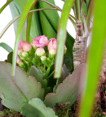 Pembe Kırçıllı Multi Midi Orkide Aranjmanı Pink Dreams