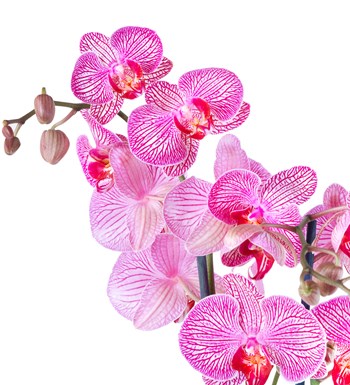 Kırçıllı Fuşya Orkide Aranjmanı İki Dal