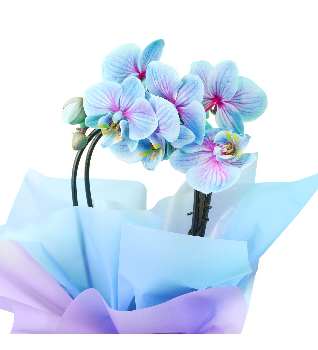 Mavi Cascade Orkide