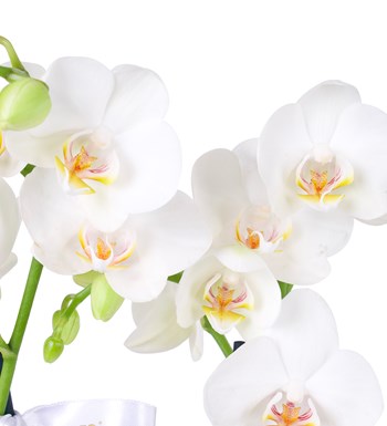 Cam Saksıda Beyaz 3 Dal Orkide Aranjmanı
