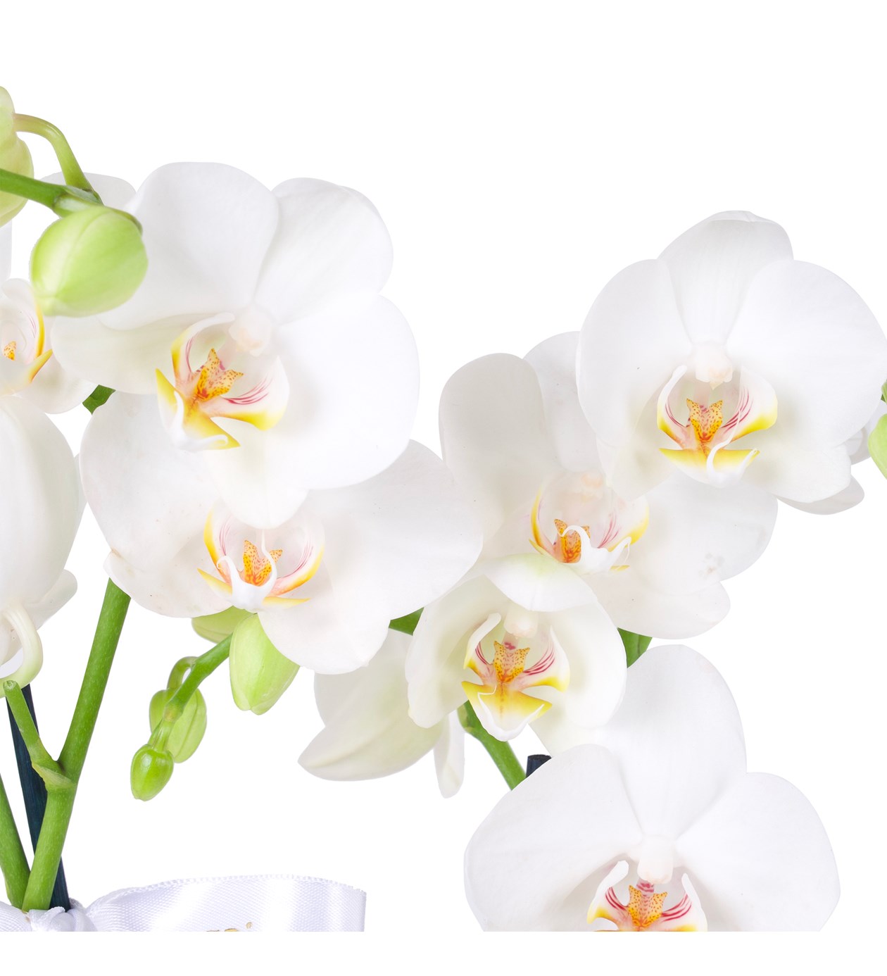 Cam Saksıda Beyaz 3 Dal Orkide Aranjmanı