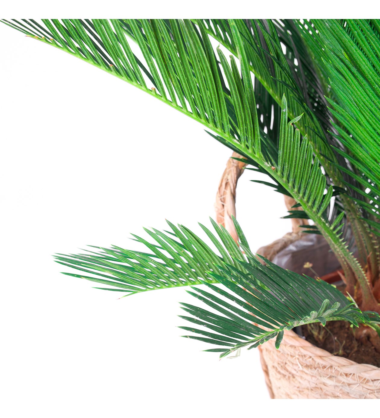 Cycas Revoluta - Sikas Sago Palmiyesi