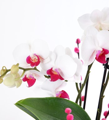 Seramikte Orkide Aranjmanı Dalmaçyalı Multi Midi - Phalaenopsis Çift Dallı