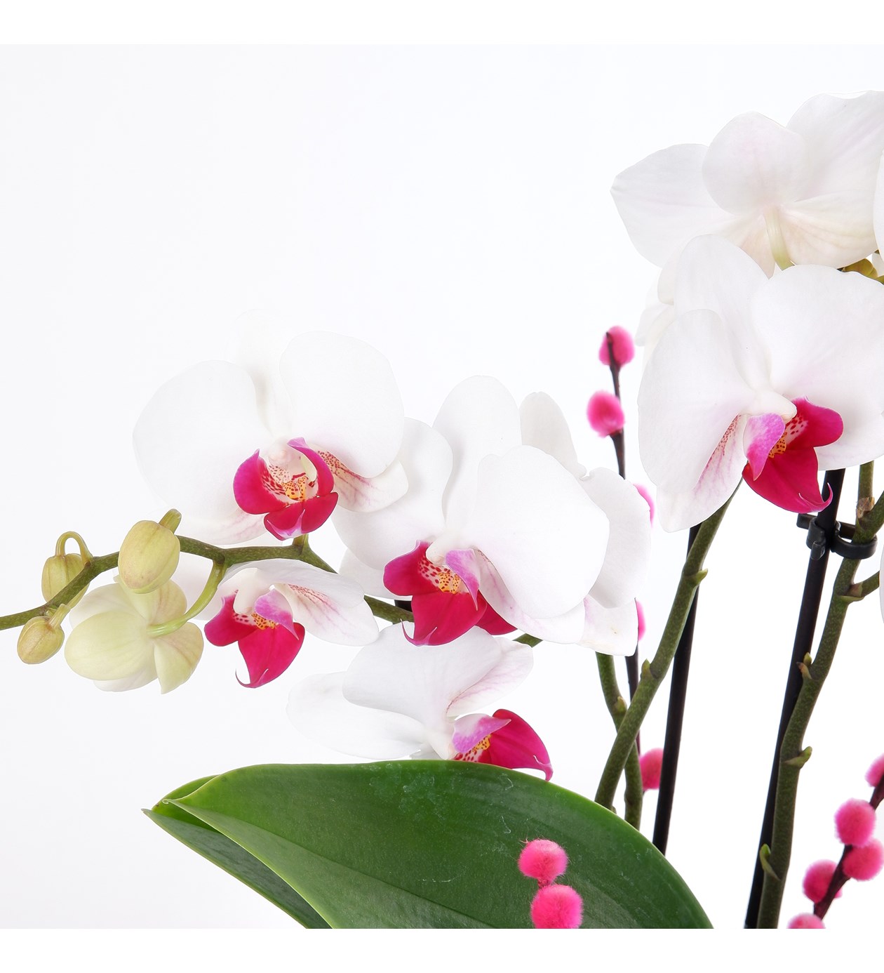 Seramikte Orkide Aranjmanı Dalmaçyalı Multi Midi - Phalaenopsis Çift Dallı