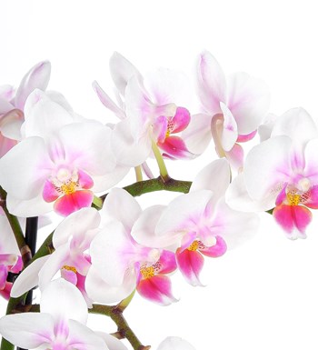 Orkide Aranjmanı Dalmaçyalı Multi Midi Phalaenopsis Çift Dallı