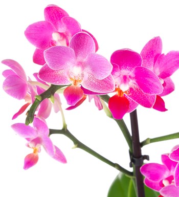 Seramikte Orkide Aranjmanı Fuşya Multi Midi - Phalaenopsis Çift Dallı	