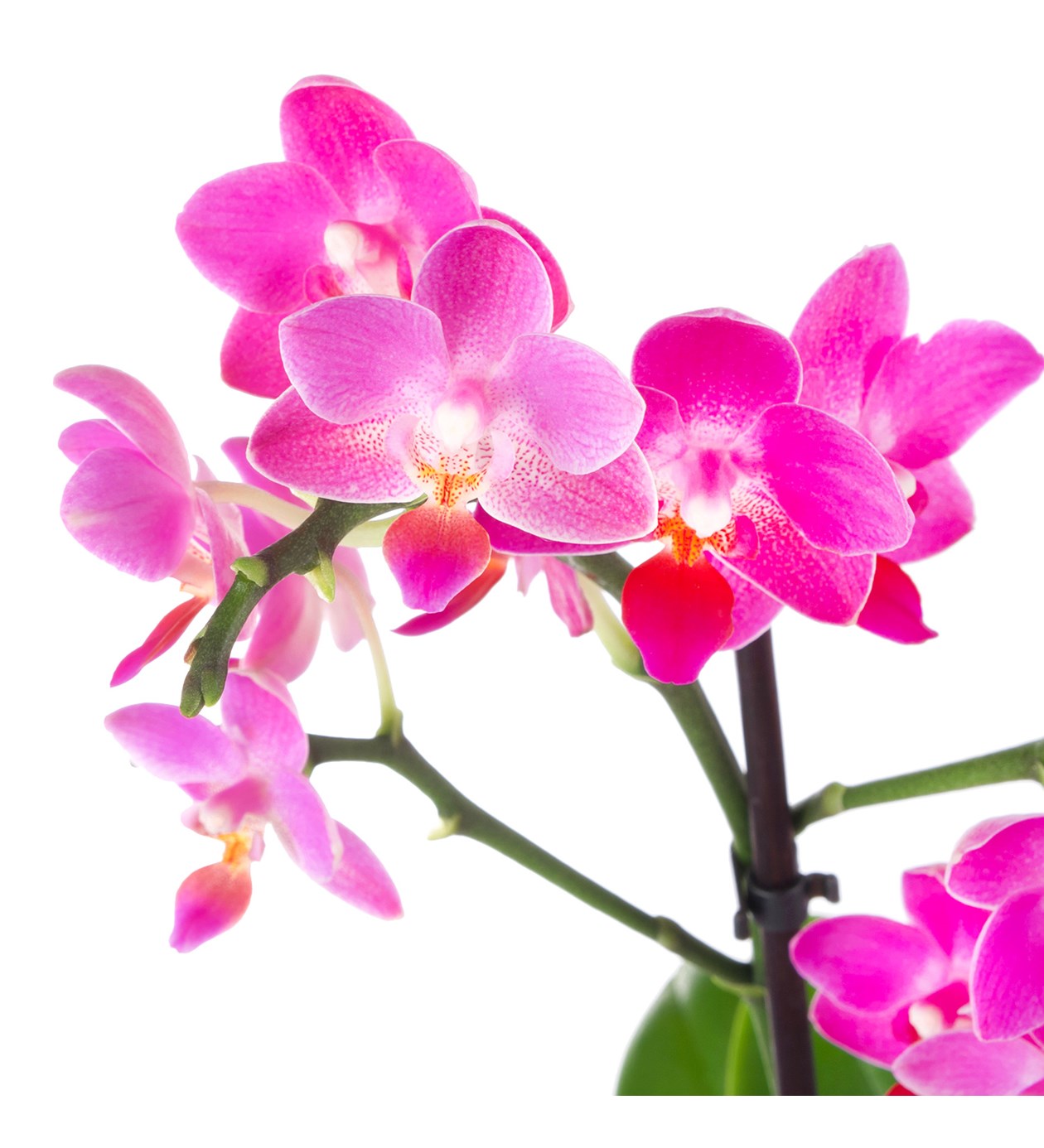 Seramikte Orkide Aranjmanı Fuşya Multi Midi - Phalaenopsis Çift Dallı	