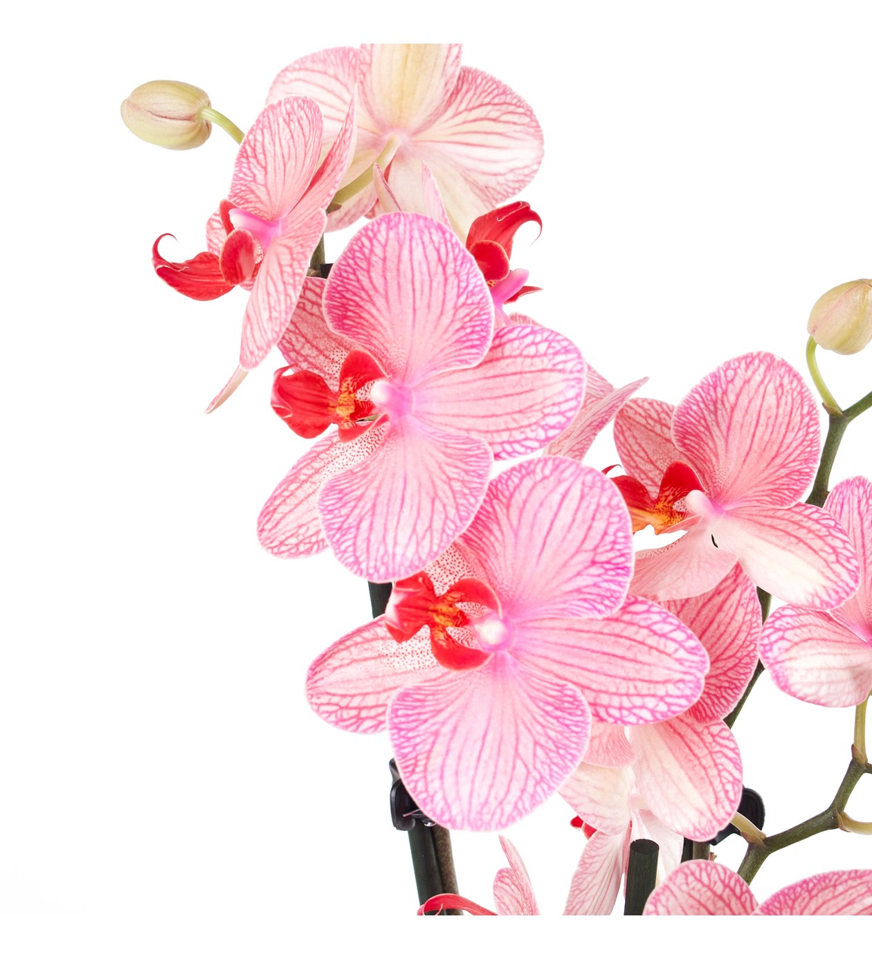 Orkide Aranjmanı Pembe Somon Multi Midi Phalaenopsis Çift Dallı