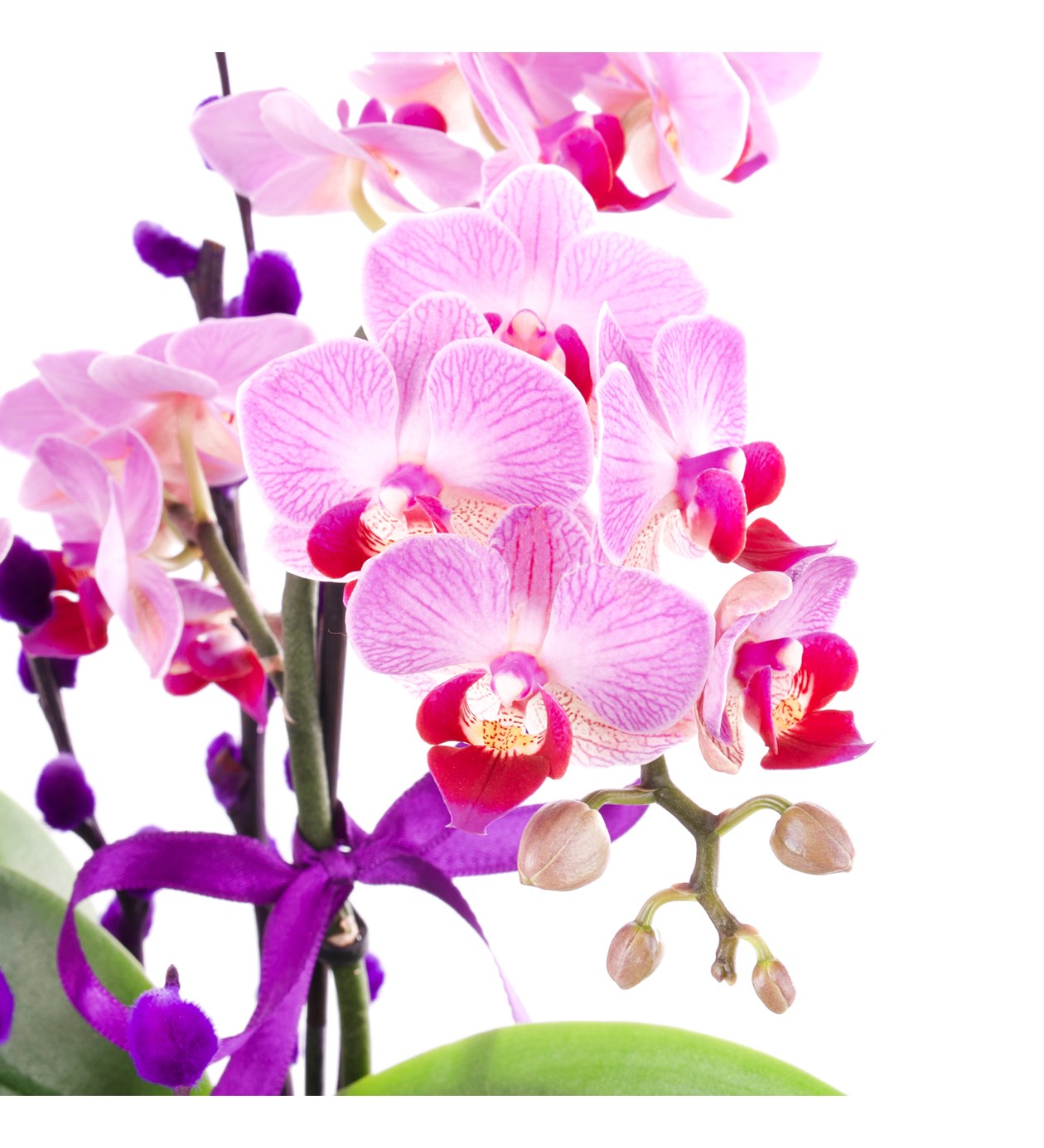 Lila Orkide Aranjmanı Multi Midi - Phalaenopsis 2Dal
