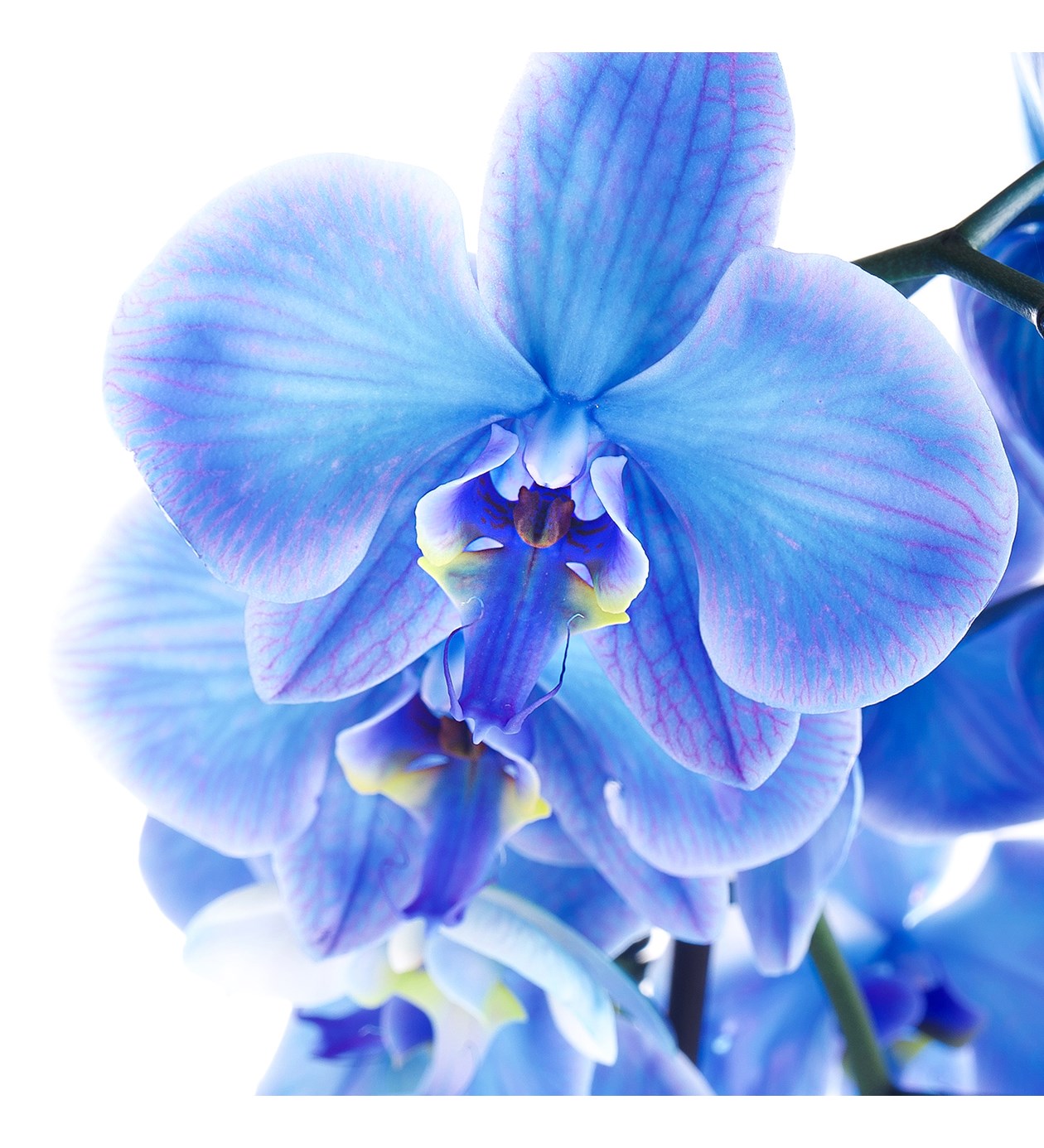 Aynalı Vazoda Mavi Orkide Aranjmanı 