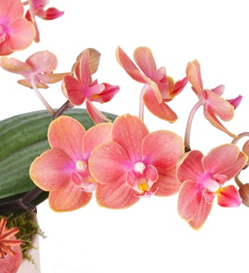 Özel Seri Aromia Kokulu Orkide