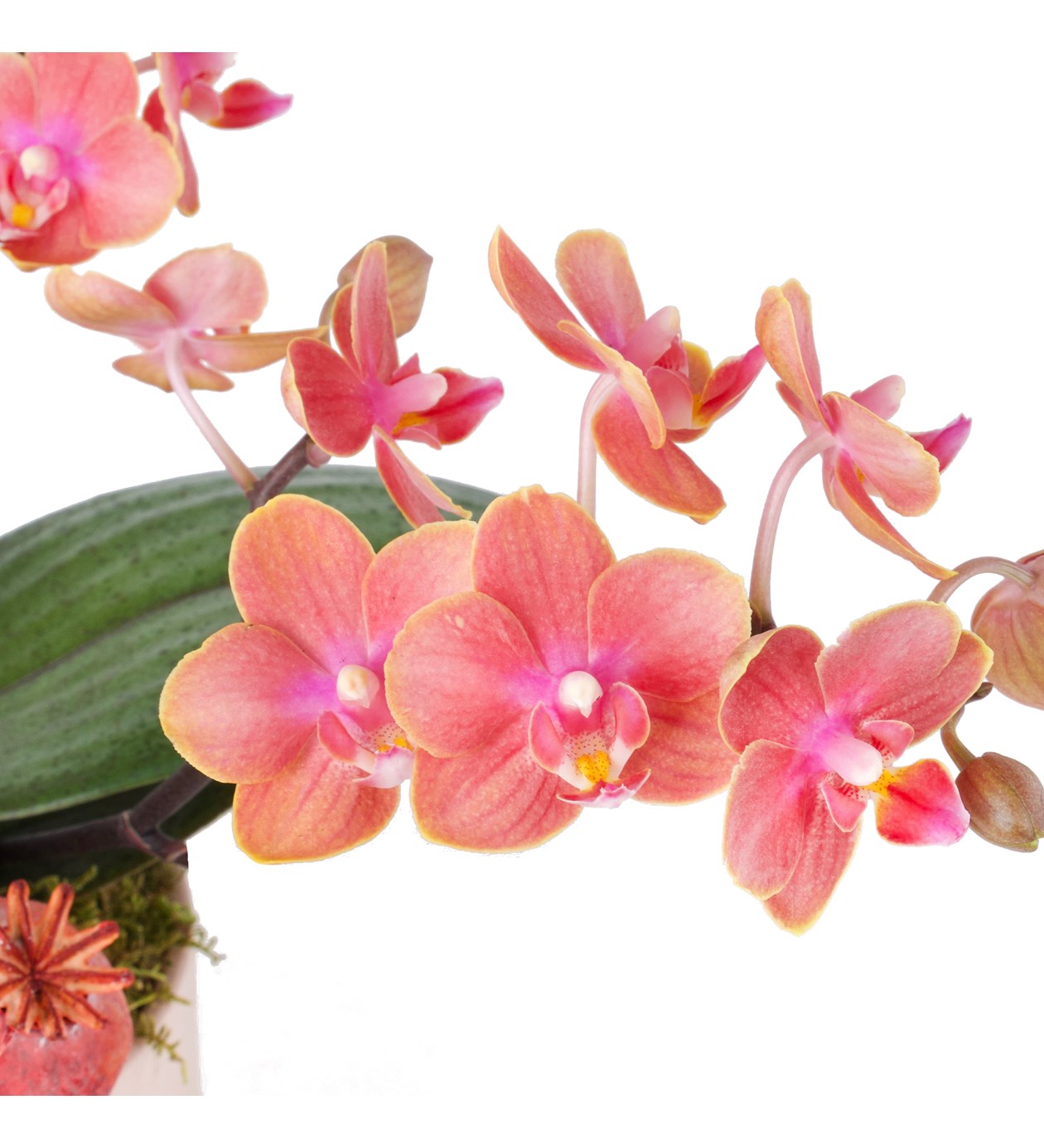 Özel Seri Aromia Kokulu Orkide