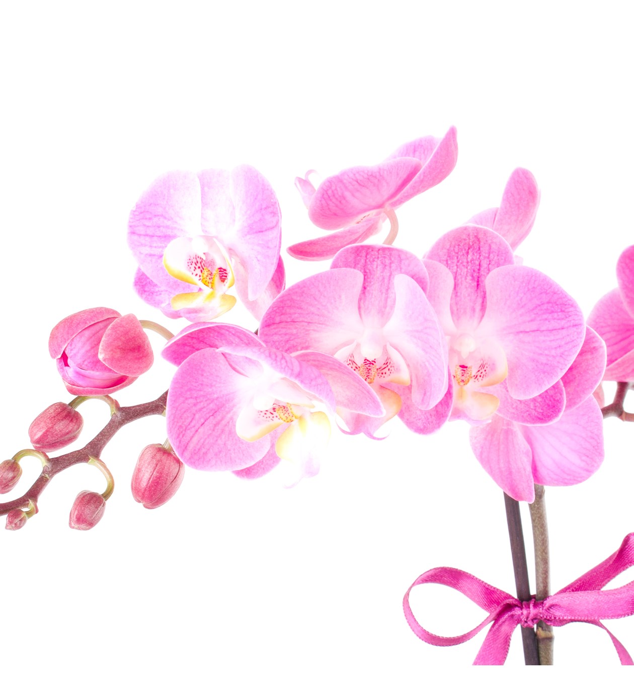 Seramikte Orkide Aranjmanı Pembe Multi Midi - Phalaenopsis Çift Dallı