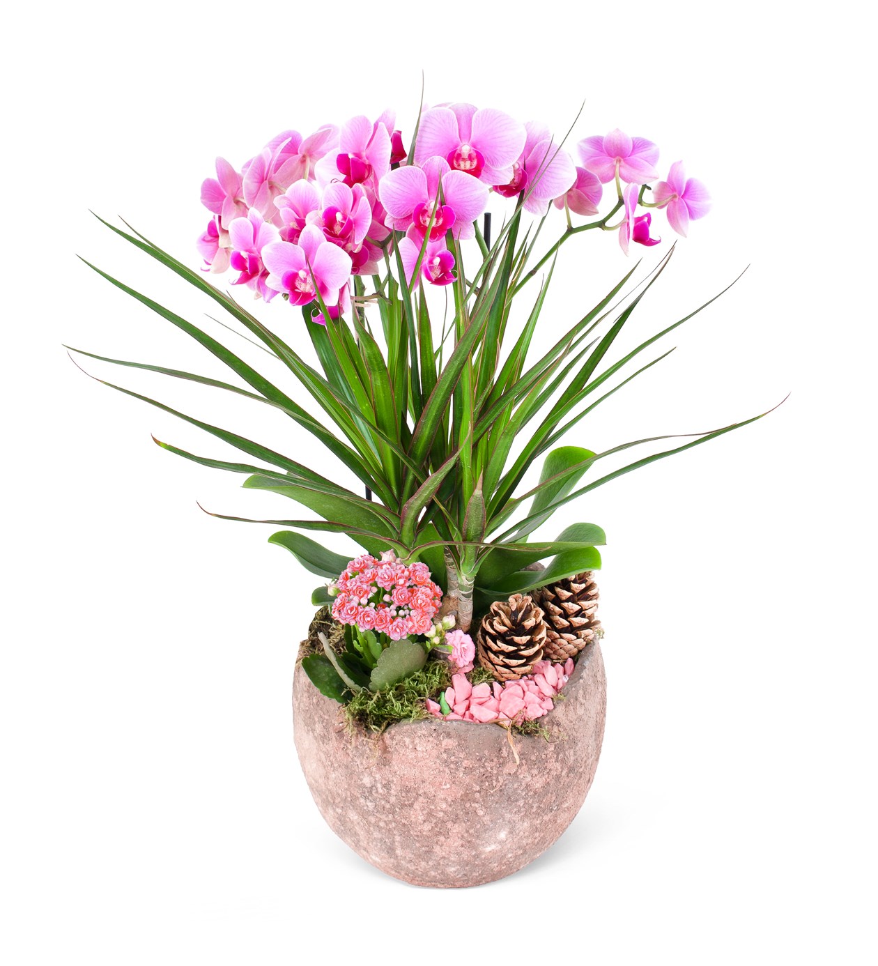 Pembe Kırçıllı Multi Midi Orkide Aranjmanı Pink Dreams