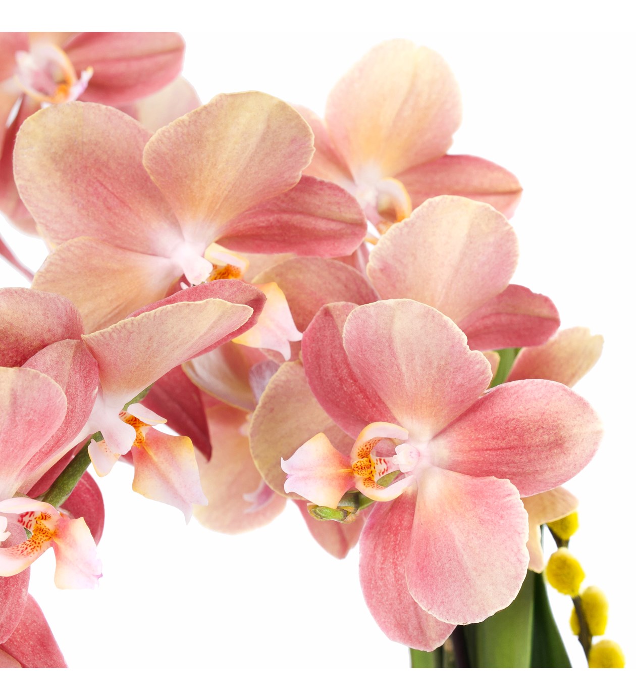 Orkide Somon Aranjman Multi Midi - Phalaenopsis Tek Dallı