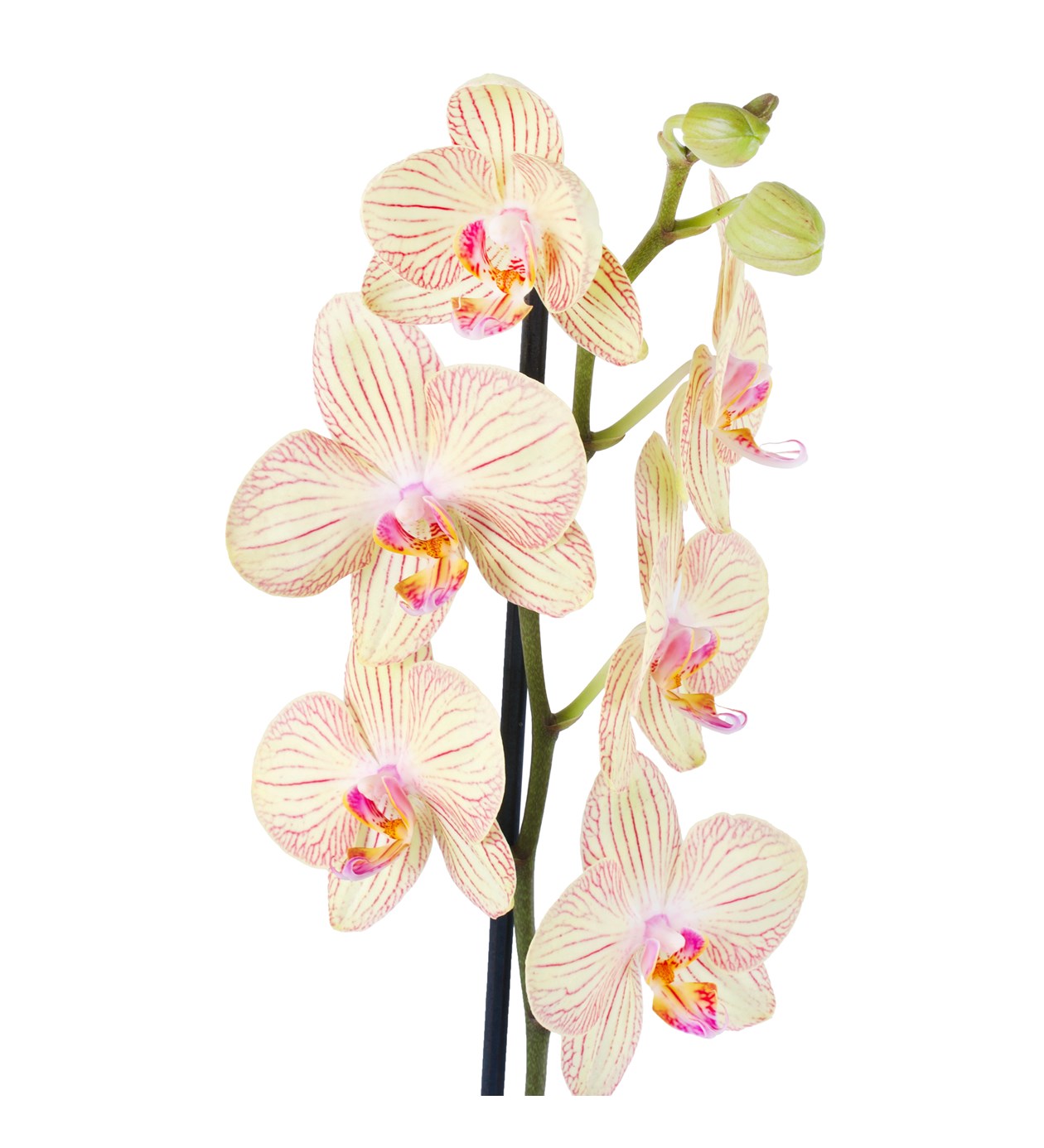 Seramik Saksıda Orkide Aranjmanı Kırçıllı Sarı - Tek Dal
