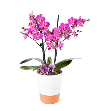 Orkide Aranjmanı Multi Midi Kırçıllı Pembe - İki Dal
