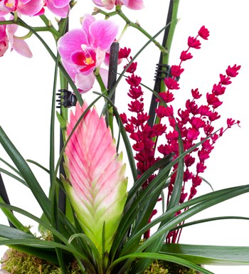 Pembe Multi Midi Orkide ve Hava Çiçeği Aranjmanı Pink Paradise