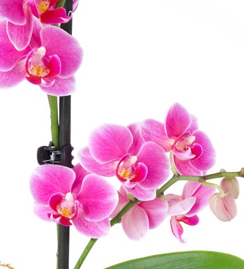 Seramikte Orkide Aranjmanı Pembe Multi Midi Phalaenopsis Çift Dallı