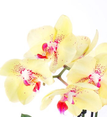 Seramikte Orkide Aranjmanı Sarı Pembe Multi Midi - Phalaenopsis Çift Dallı