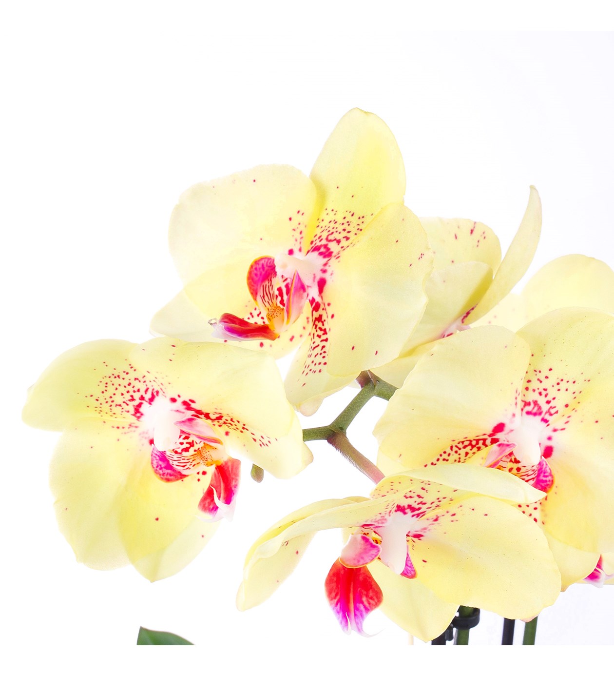 Seramikte Orkide Aranjmanı Sarı Pembe Multi Midi - Phalaenopsis Çift Dallı