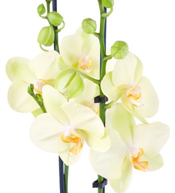 Seramikte Orkide Aranjmanı Sarı - Phalaenopsis Çift Dallı