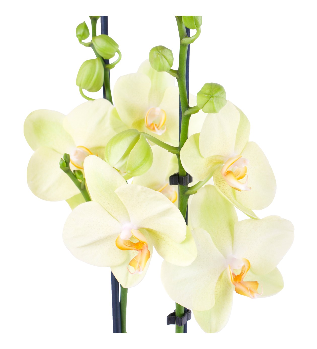 Seramikte Orkide Aranjmanı Sarı - Phalaenopsis Çift Dallı
