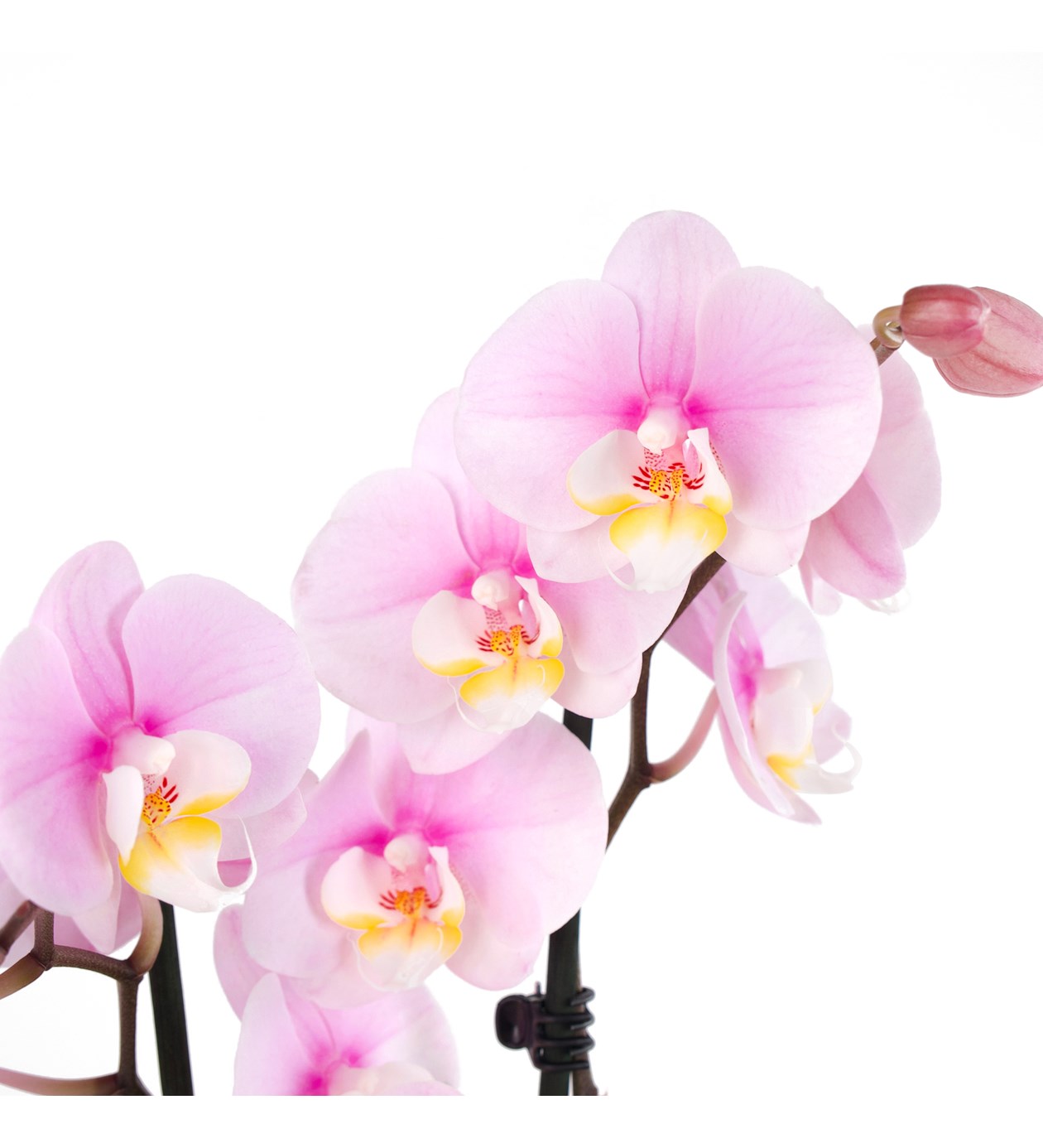 Seramikte Orkide Aranjmanı Soft Pembe Multi Midi Phalaenopsis Çift Dallı