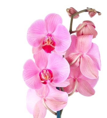Pembe Orkide Aranjmanı İki Dal