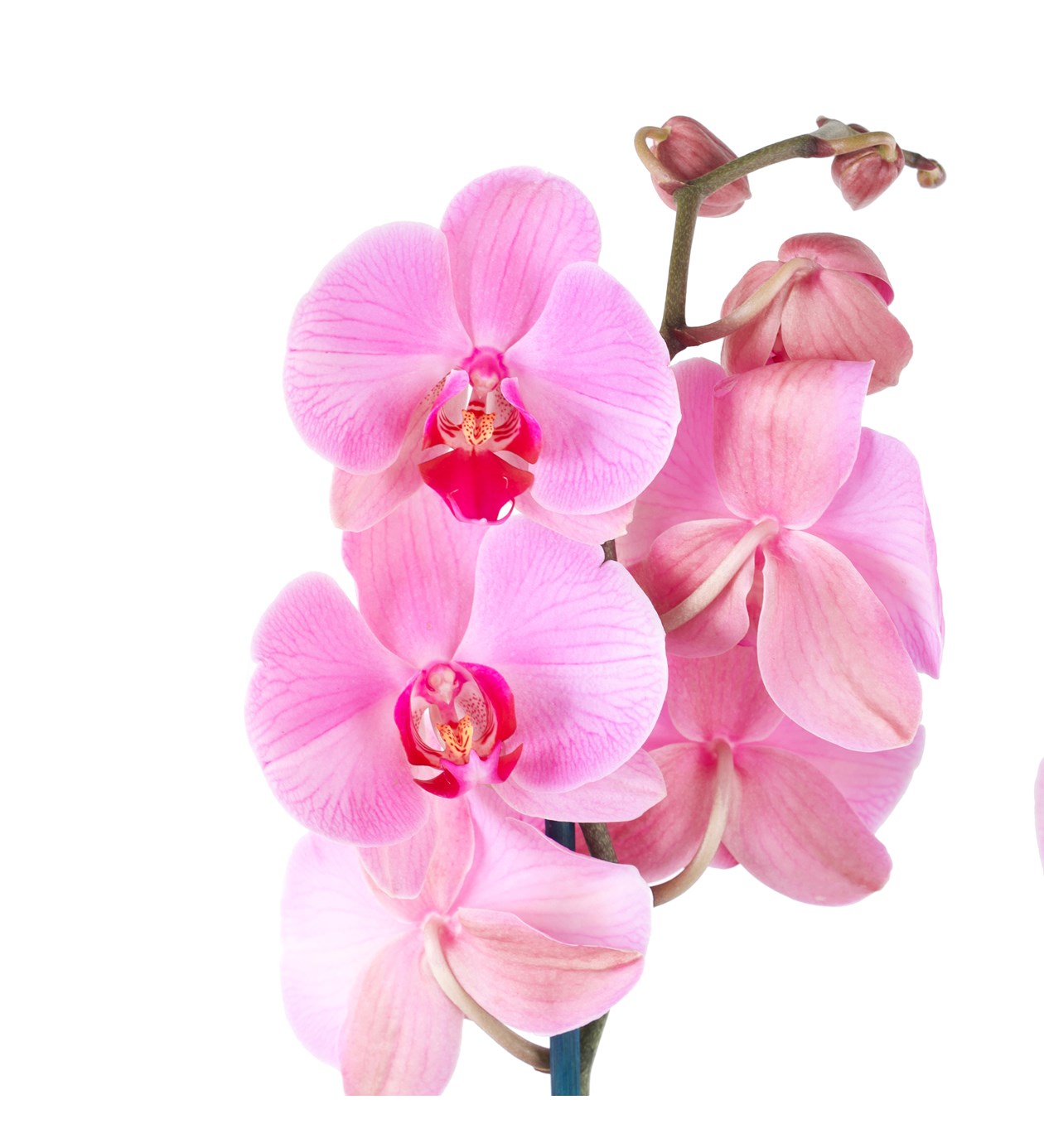Pembe Orkide Aranjmanı İki Dal