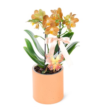 Seramikte Orkide Aranjmanı Turuncu Desenli Multi Midi - Phalaenopsis Çift Dallı