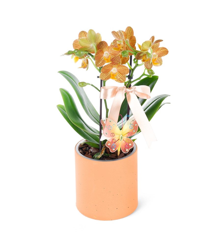 Seramikte Orkide Aranjmanı Turuncu Desenli Multi Midi - Phalaenopsis Çift Dallı